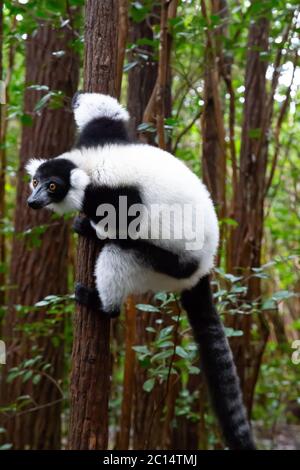 One black and white lemur sits on the branch of a tree Stock Photo