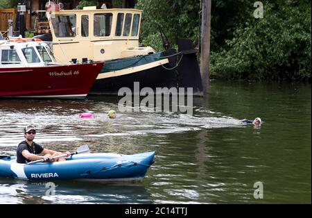 London, UK. 14 June 2020  Open water swimmers, Stuart Leigh & Fiona Buchanan swim in the River Thames, around Eel Pie Island, Twickenham, at a time when swimming pools are closed due to the coronavirus.  Watched by a man in a kayak  Andrew Fosker / Alamy Live News Stock Photo
