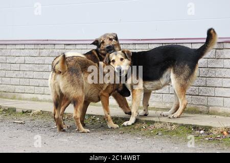 Several stray dogs play with each other Stock Photo - Alamy