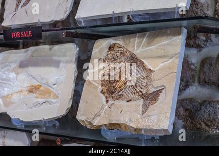 Exhibit in Memory of Time - Fossil Museum and shop in historic part of Byblos, largest city in the Mount Lebanon Governorate of Lebanon Stock Photo