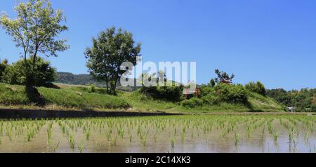 Japanese countryside paddy field panorama with red torii and shinto shrine in the back ground Stock Photo