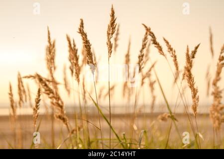 Selective soft focus of beach dry grass, reeds, stalks blowing in the wind at golden sunset light, horizontal, blurred sea on background, copy space. Stock Photo