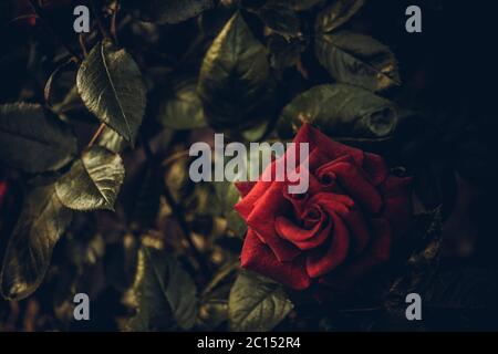 Red rose flower grow in the garden. Vintage art card. Stock Photo