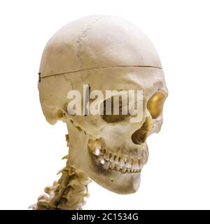 Human skull, isolated on white background Stock Photo