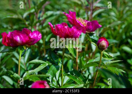 Bush of peonies in the garden. Beautiful dark pink buds of summer flowers. Peony flower Bordeaux color. Stock Photo