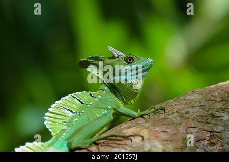 Emerald basilisk on a tree trunk Stock Photo