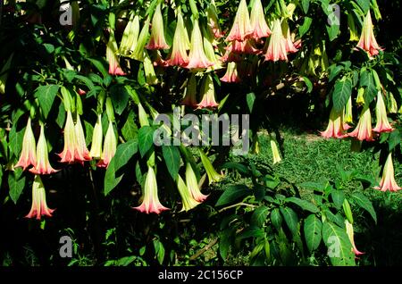 Brugmansia arborea better known as 'angel's trumpet' Stock Photo