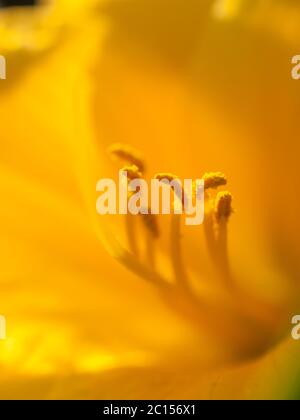 Extreme macro shot. Abstract background with pistil and stamen of yellow flower Stock Photo