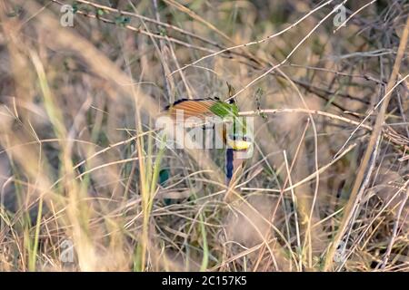 Little bee-eater, merops pusillus, flies through the undergrowth of the Masai Mara, Kenya. Stock Photo