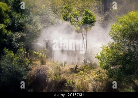 Wildebeest gather on the banks of the Mara River during the great migration in the Masai Mara, Kenya. The movement of the herds creates a dust cloud, Stock Photo