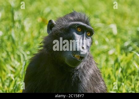 Celebes Crested Macaque Stock Photo