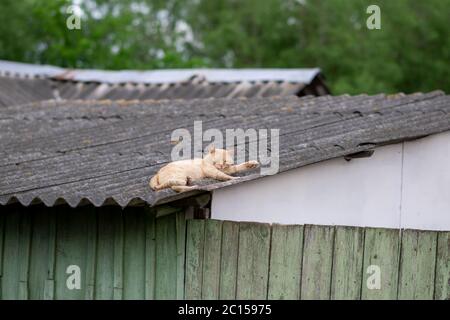 Red cat sleeping on the roof of a house in the village. Stock Photo