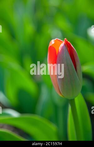 Tulip with closed orange petals Stock Photo