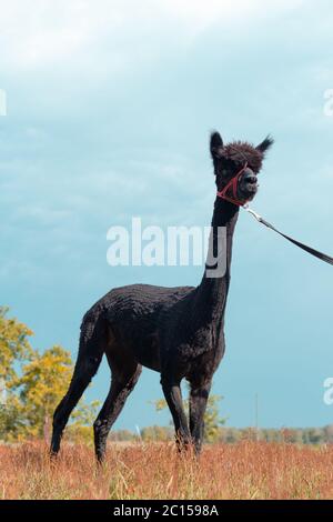 Black alpaca with a leash and blue sky background Stock Photo