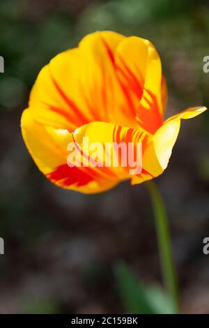 Tulip with red and yellow variegated petals Stock Photo