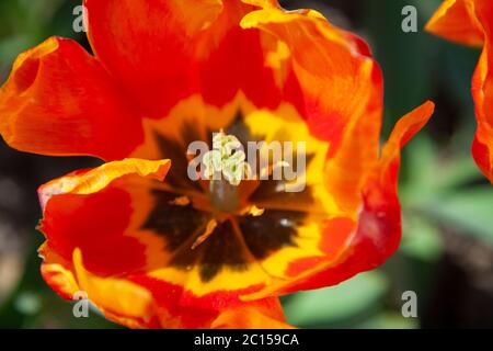 Tulip with red and yellow variegated petals Stock Photo
