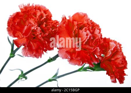 three red carnation on a white background Stock Photo