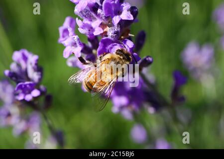 Macro close up of isolated honey bee collecting pollen from purple lavender flowers (focus on bee) Stock Photo