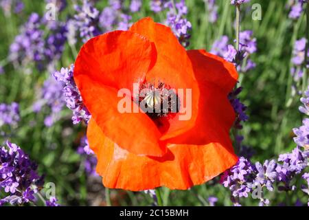 Macro closeup of isolated red corn poppy flower (papaver rhoeas) in purple lavender field (focus on center) Stock Photo