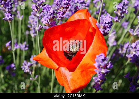Macro closeup of isolated red corn poppy flower (papaver rhoeas) in purple lavender field (focus on center) Stock Photo