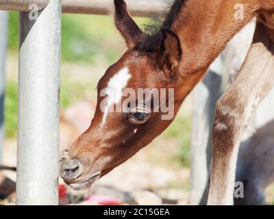 portrait of beautiful inquisitive arabian foal. Israel Stock Photo