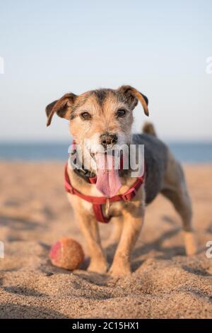 Jack Russell Terrier Cross Breed dog, short hair, red harness and collar, on the beach with long pink tongue covered in sand and brown eyes. Stock Photo