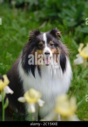 An adult Shetland Sheepdog (Sheltie) poses for the camera outside surrounded by flowers. Stock Photo