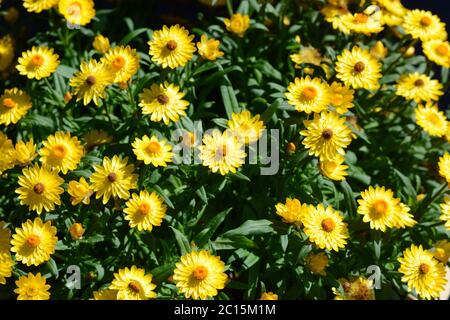 Strawflower (Xerochrysum bracteatum), also commonly known as the golden everlasting. Closeup photo of the blooms and foliage. Stock Photo
