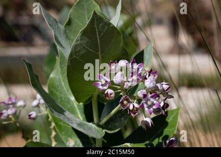 Blossom of Calotropis procera (sometimes called Apple of Sodom) in Wadi Bani Khalid, Oman Stock Photo