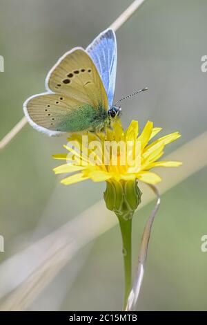 Green-underside Blue butterfly - Glaucopsyche alexis, beautiful small butterfly from European meadows and gardens, Pag island, Croatia. Stock Photo