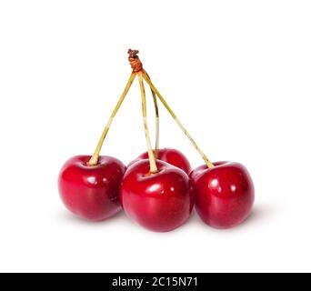 Four red ripe sweet cherries on one branch Stock Photo