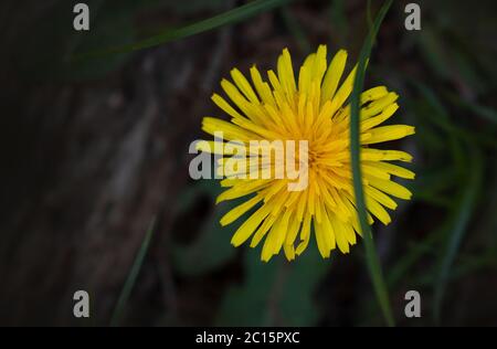 Dandelion on a blur background. Blooming dandelion in grass Stock Photo