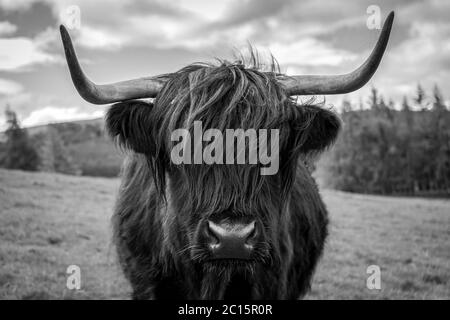 Black and white photo of a highland cow in the Scottish countryside. Stock Photo