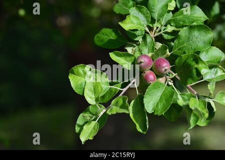 Small red unripe apples on the branch of an apple tree in early summer Stock Photo