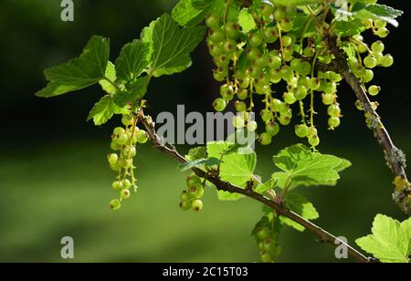 Green unripe currants on a shrub against dark background in spring Stock Photo