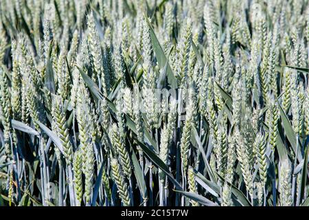 Wheat crop growing in a field in Hampshire, England Stock Photo