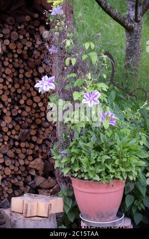 Flower in pot next to firewood Stock Photo