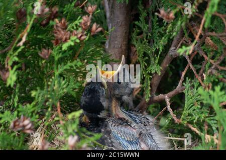 american robin babies in the nest waiting to be fed Stock Photo