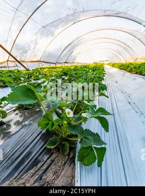 Cultivation of strawberry fruits using the plasticulture method, plants growing on plastic mulch in walk-in greenhouse polyethylene tunnels Stock Photo