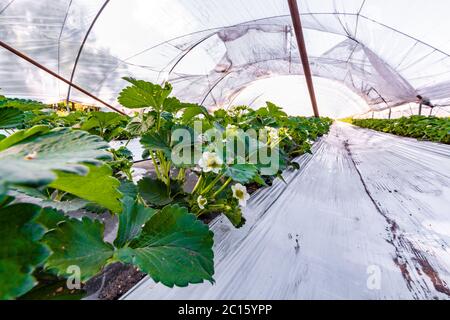 Cultivation of strawberry fruits using the plasticulture method, plants growing on plastic mulch in walk-in greenhouse polyethylene tunnels Stock Photo