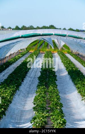 Cultivation of strawberry fruits using the plasticulture method, plants growing on plastic mulch in walk-in greenhouse polyethylene tunnels Stock Photo