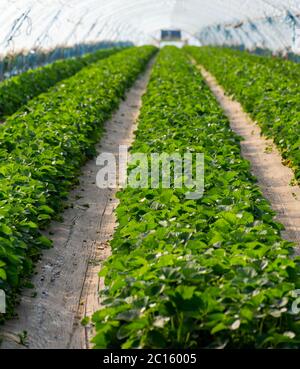 Cultivation of strawberry fruits using the plasticulture method, plants growing on plastic mulch in walk-in greenhouse polyethylene tunnels Stock Photo