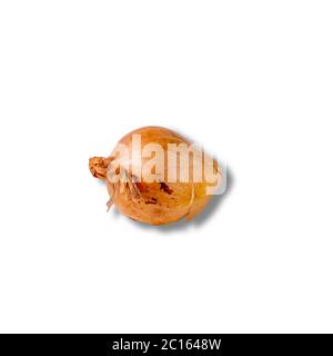 Yellow boiler onion. Isolated on white background. Stock Photo