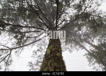 Pindamonhangaba, Brazil. 24th December, 2014. A Pine tree (Pinus sp.) treetop is seen during foggy day near Lago do Pico do Itapeva, Pindamonhangaba, State of Sao Paulo, Brazil. Stock Photo