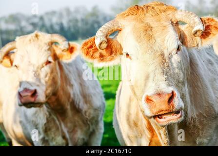 Two blonde d'Aquitaine pedigree cows in a green natural meadow Stock Photo