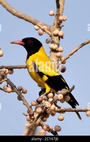 A Black-hooded Oriole (Oriolus xanthornus) attracted to the ripening berries on a fruiting tree in Western Thailand Stock Photo