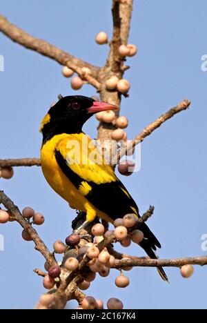 A Black-hooded Oriole (Oriolus xanthornus) attracted to the ripening berries on a fruiting tree in Western Thailand Stock Photo