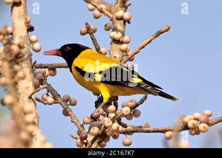 A Black-hooded Oriole (Oriolus xanthornus) attracted to the ripening berries on a fruiting tree in Western Thailand Stock Photo