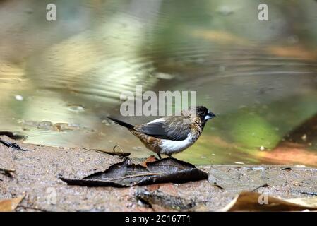 A White-rumped Munia (Lonchura striata) coming to drink from a shallow stream in the forest in Thailand Stock Photo