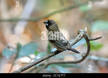 A White-rumped Munia (Lonchura striata) perched on a small branch in a bamboo forest in Thailand Stock Photo
